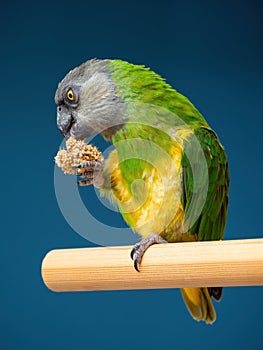 Poicephalus senegalus. Senegalese parrot sits on a perch and eats Senegal millet delicacy.