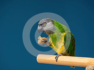 Poicephalus senegalus. Senegalese parrot sits on a perch and eats Senegal millet delicacy.