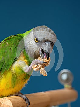 Poicephalus senegalus. Senegalese parrot sits on a perch and eats Senegal millet delicacy.