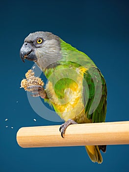 Poicephalus senegalus. Senegalese parrot sits on a perch and eats Senegal millet delicacy.