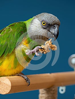 Poicephalus senegalus. Senegalese parrot sits on a perch and eats Senegal millet delicacy.