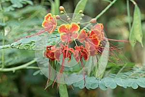 Poinciana Caesalpinia pulcherrima, orange-red-yellow peacock flowers photo