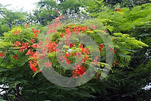 Poinciana flower photo