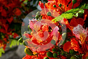 Poinciana flowers 4