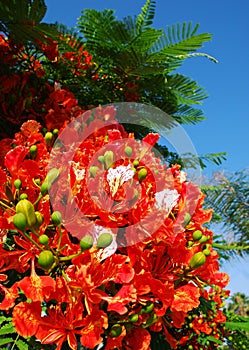 Poinciana flowers photo