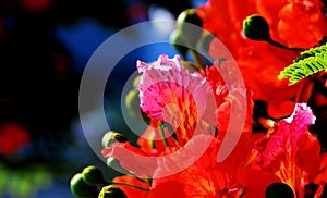 Poinciana flowers