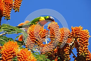 Poinciana with rainbow lorikeet feeding photo