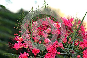 Poinciana, Red Bird of Paradise, Mexican Bird of Paradise, Peacock Flower, Pride of Barbados are the different names of the flower