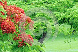 Poinciana tree