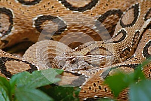 Poinous and dangerous Russell`s Viper snake