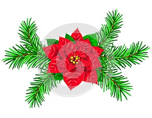 Poinsetia and spruce branches