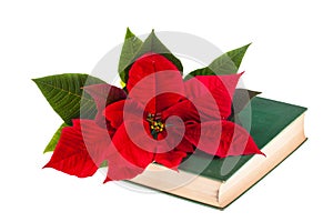 Poinsetta and book