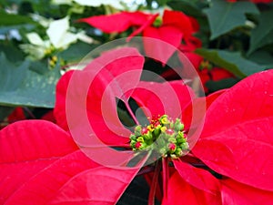 Poinsetta Close-Up