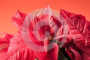 Poinsetta flowers