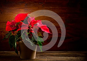 Poinsettia photo