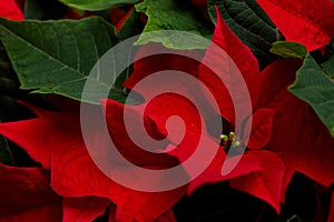 Poinsettia photo