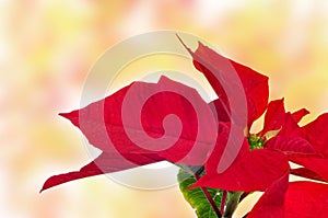 Poinsettia