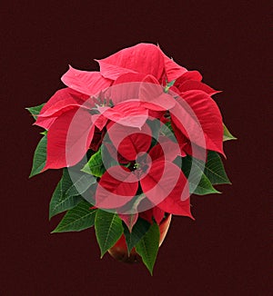 Poinsettia