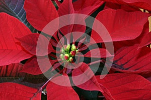 Poinsettia photo