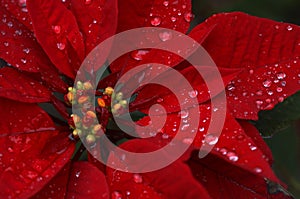 Poinsettia