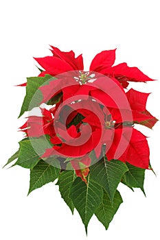 Poinsettia photo