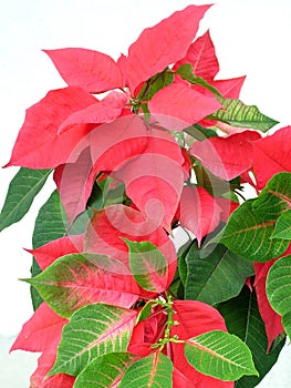 Poinsettia