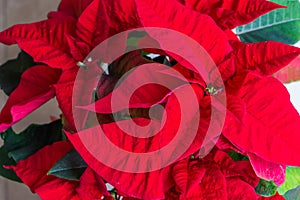 Poinsettia better know as the red christmas star flower, a traditional decorative plant for christmas time celebration