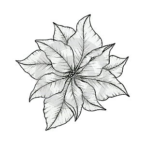 Poinsettia blossom ink drawing isolated on white, beautiful line art floral drawing, Christmas poinsettia flower art, black floral
