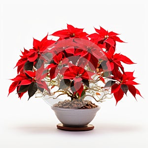 Poinsettia Bonsai: Colorized, Chinapunk, Mingei Style On White Surface