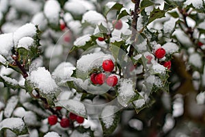 poinsettia bush with red berries under the snow