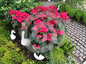 Poinsettia bush, Xmas tree, with ceramic duck and rock pathway in the garden