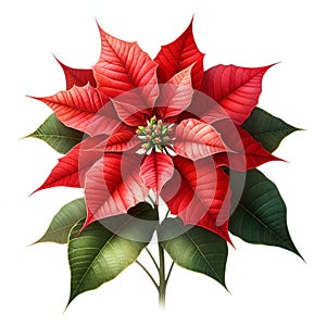 Poinsettia christmas decor watercolor painting set on white background