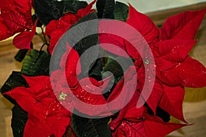 The poinsettia- Christmas flower. Beautiful plant with red and green foliage