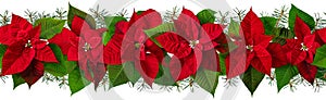 Poinsettia Christmas red flowers and fir tree branches horizontal seamless pattern