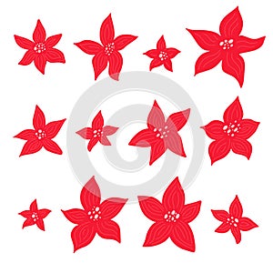 Poinsettia - Christmas star - flower vector collection in simple hand drawn style isolated on white background. Clip art, elements