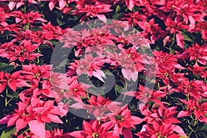 Poinsettia Christmas traditional flower decorations Merry Christmas - Pink poinsettia in the garden background