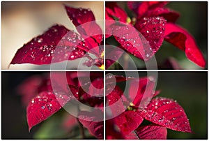 Poinsettia collage collaction