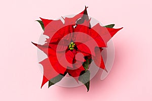 . Poinsettia on colorful background.