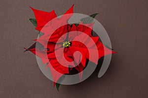 . Poinsettia on colorful background.