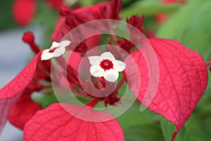 The poinsettia is a commercially important plant species of the diverse spurge family.