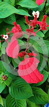 The poinsettia is a commercially important plant species of the diverse spurge family.