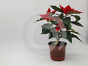 The poinsettia is a commercially important plant species of the diverse spurge family. photo