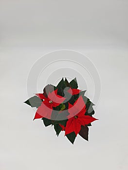 The poinsettia is a commercially important plant species of the diverse spurge family. photo