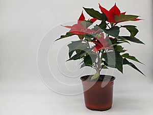 The poinsettia is a commercially important plant species of the diverse spurge family. photo