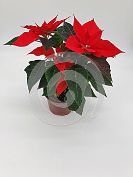 The poinsettia is a commercially important plant species of the diverse spurge family. photo