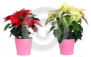 Poinsettia (euphorbia pulcherrima)