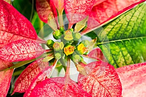 Poinsettia Euphorbia Pulcherrima - beautiful plant with flowers