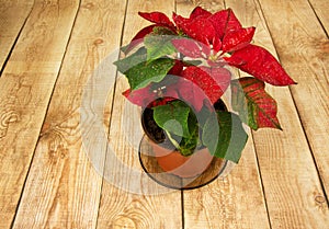 Poinsettia (Euphorbia pulcherrima) or Bethlehem Star on wooden b