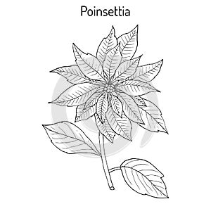 Poinsettia Euphorbia pulcherrima , Christmas star