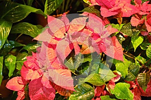 The poinsettia Euphorbia pulcherrima is a commercially important plant species of the diverse spurge family Euphorbiaceae